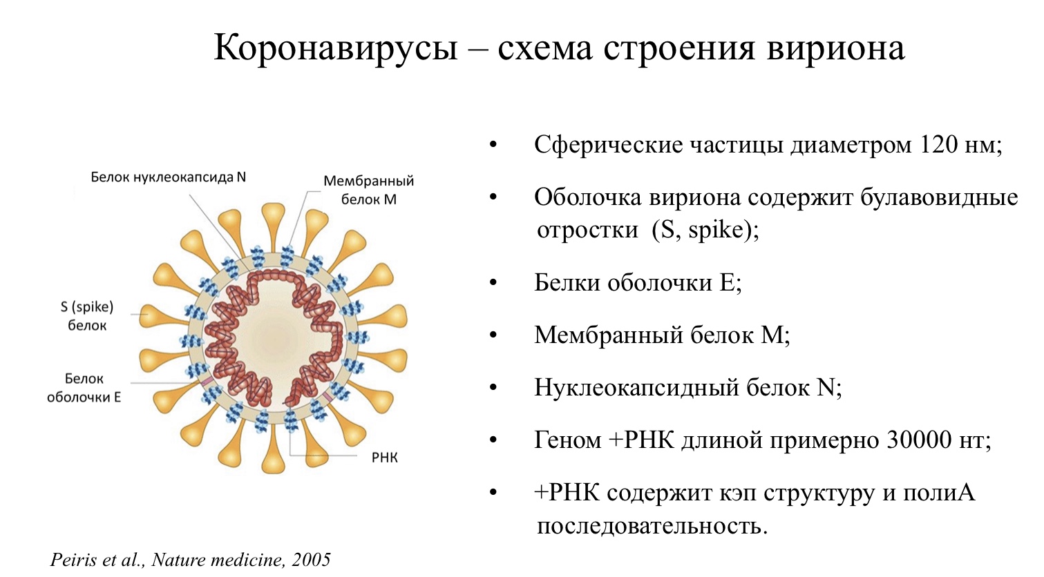 Что входит в ковид. Коронавирус строение вируса. Строение вируса коронавируса Covid 19. Коронавирус строение Covid 19. Строение коронавируса Covid-19 схема.